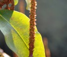 Live Plant Image