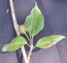 Live Plant Image