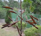 Live Plant Image