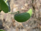 Live Plant Image