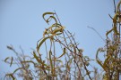 Live Plant Image