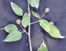 Live Plant Image