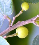 Live Plant Image