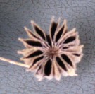 Live Plant Image