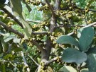 Live Plant Image
