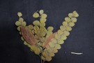 Live Plant Image