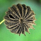 Live Plant Image