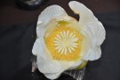 Live Plant Image
