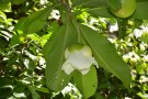 Live Plant Image