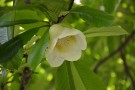 Live Plant Image