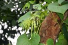 Live Plant Image