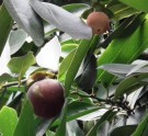 Live Plant Image