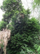 Live Plant Image