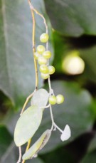 Live Plant Image