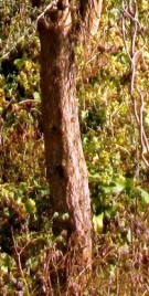Live Plant Image