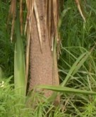Live Plant Image