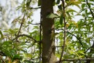 Live Plant Image