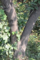 Live Plant Image