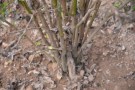 Live Plant Image