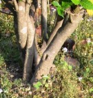 Live Plant Image