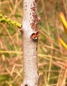 Live Plant Image