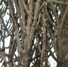 Live Plant Image