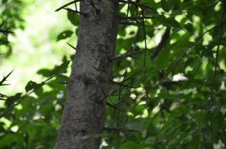 Live Plant Image