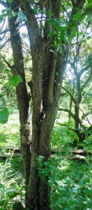 Live Plant Image