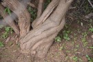Live Plant Image