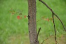 Live Plant Image