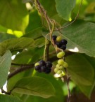 Live Plant Image
