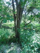 Live Plant Image