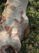 Live Plant Image