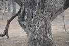 Live Plant Image