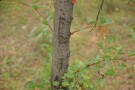 Live Plant Image