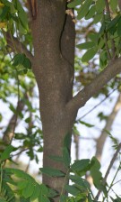 Live Plant Image