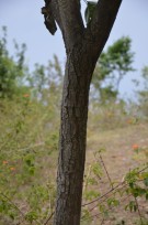 Live Plant Image