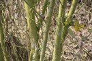 Live Plant Image