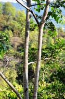 Live Plant Image