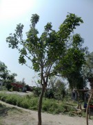 Live Plant Image