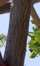 Live Plant Image