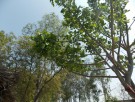Live Plant Image