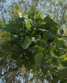 Live Plant Image