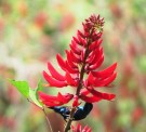 Live Plant Image