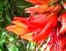 Live Plant Image
