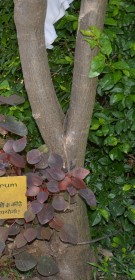 Live Plant Image