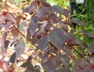 Live Plant Image