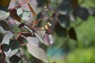 Live Plant Image