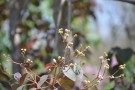 Live Plant Image