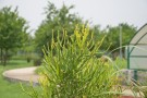Live Plant Image